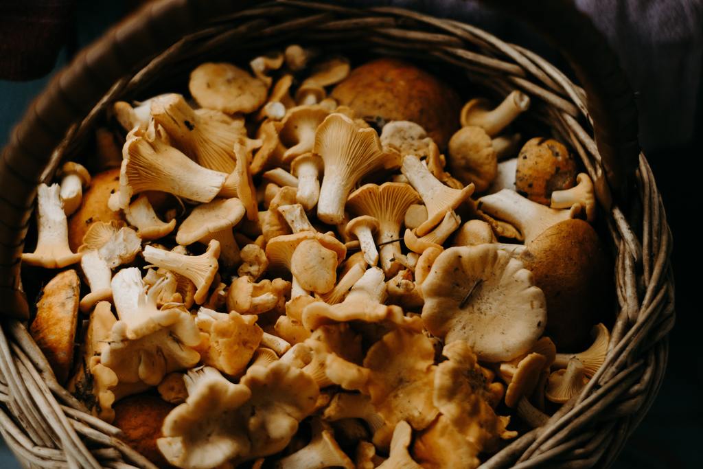 Mushroom Mania - The Rise of Mushroom Supplements
